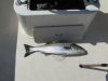 1st Live lined "keeper" striped bass 5-28-13